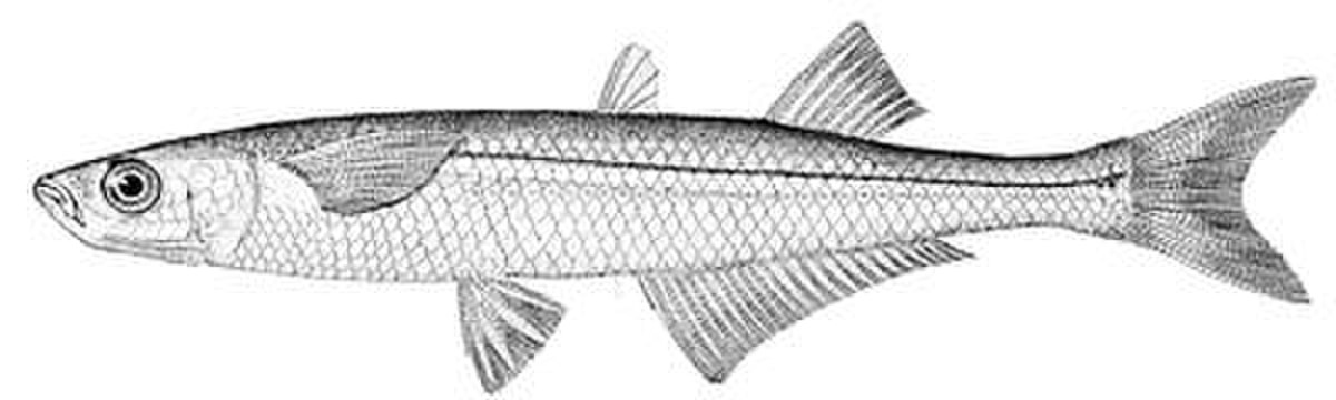 Atherinopsidae