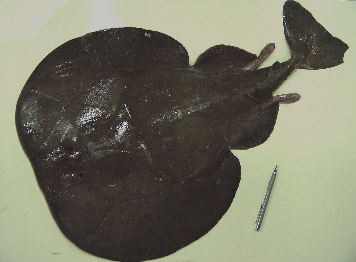 Atlantic torpedo ( Torpedo nobiliana ).jpg