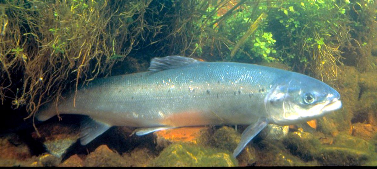 Saumon atlantique