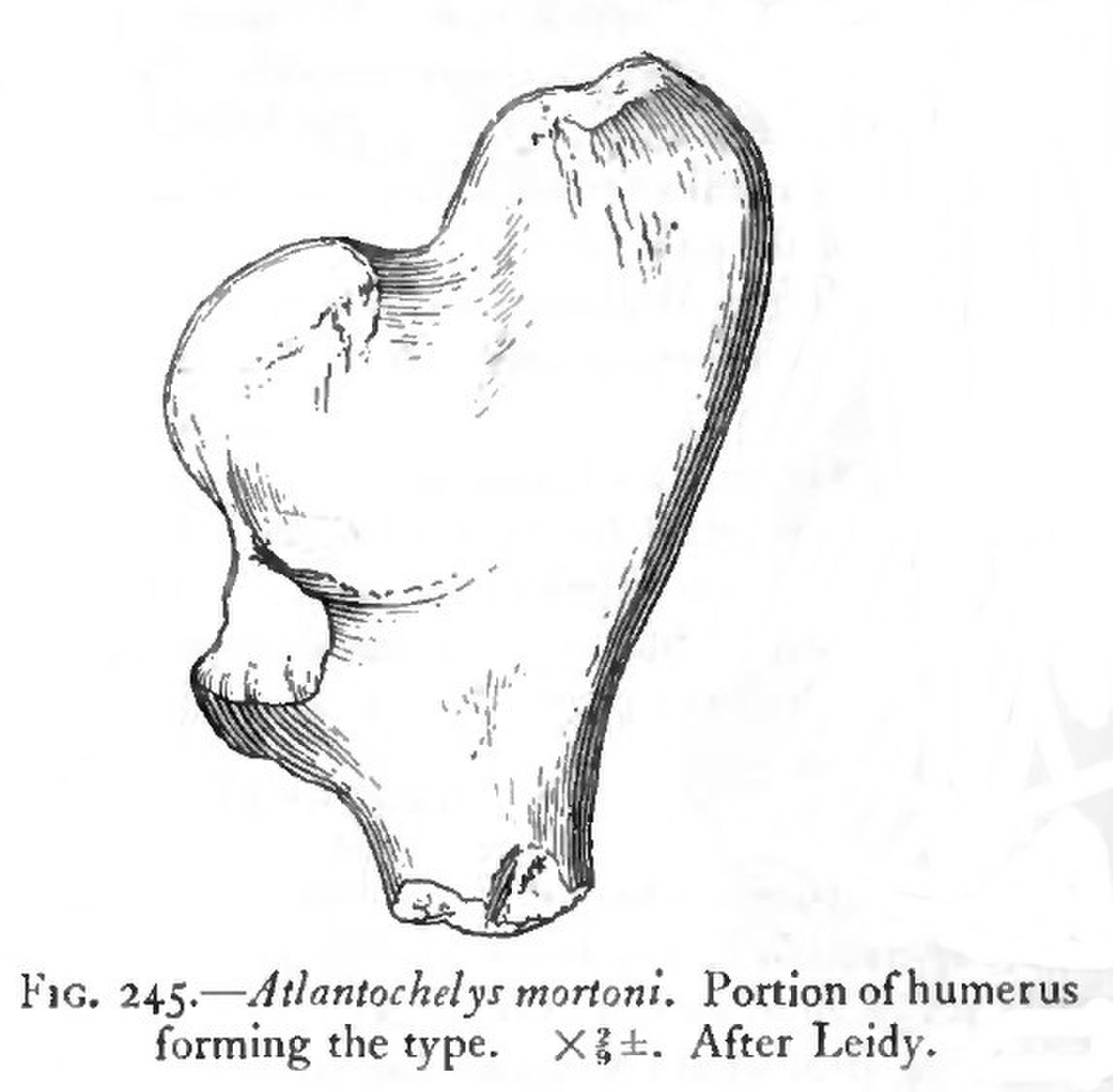 Atlantochelys