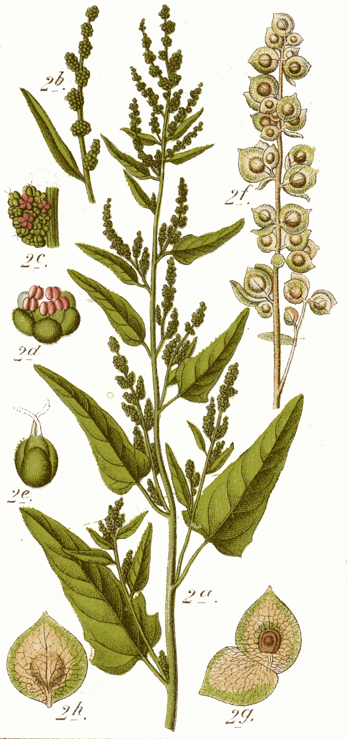 Arroche des jardins