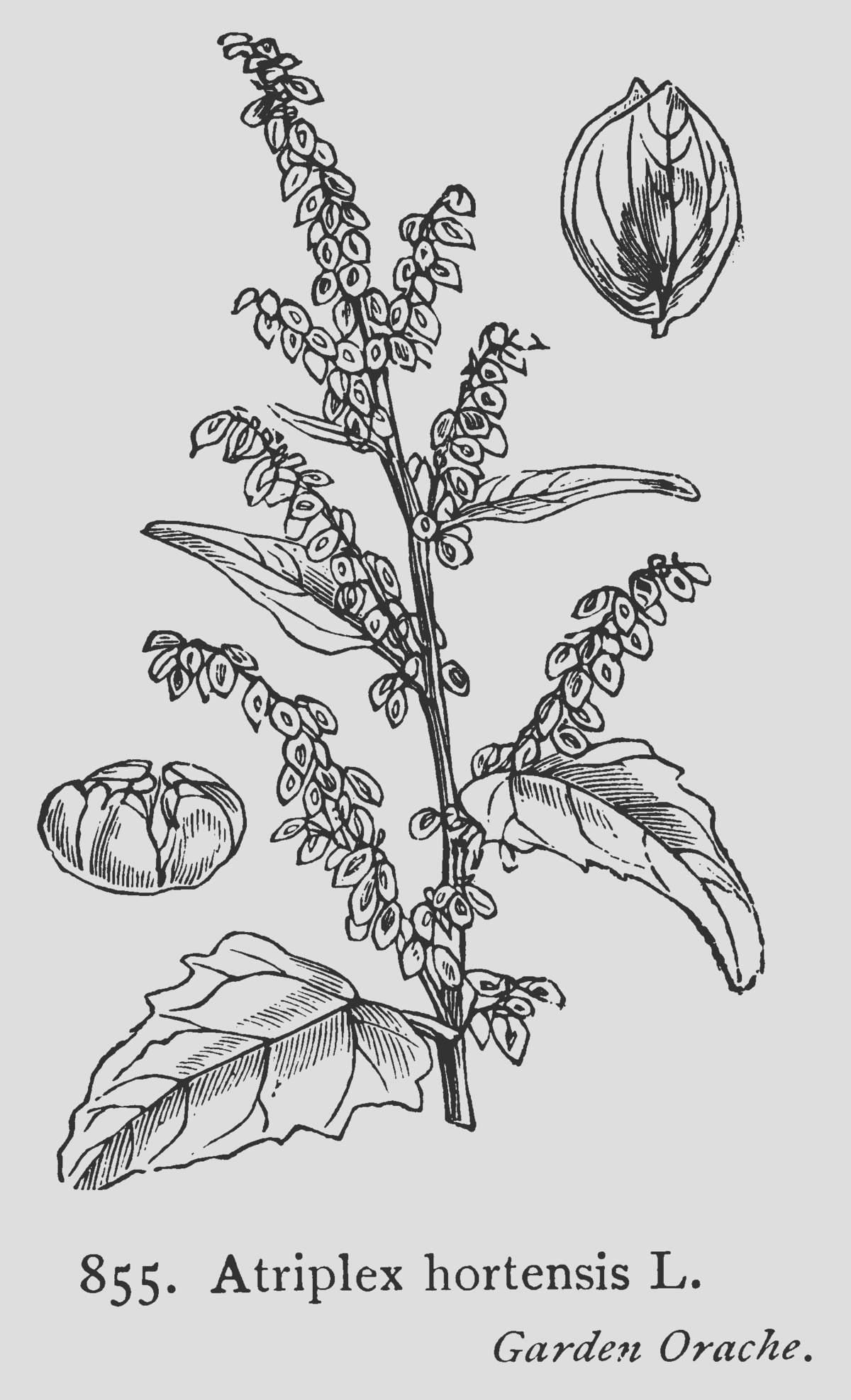 Atriplex hortensis Fitch886.png