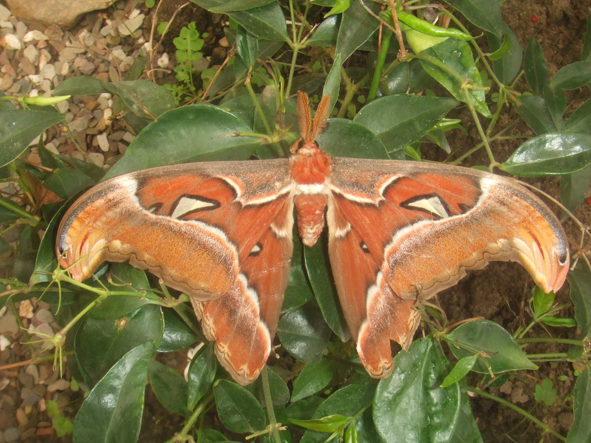 Attacus atlas