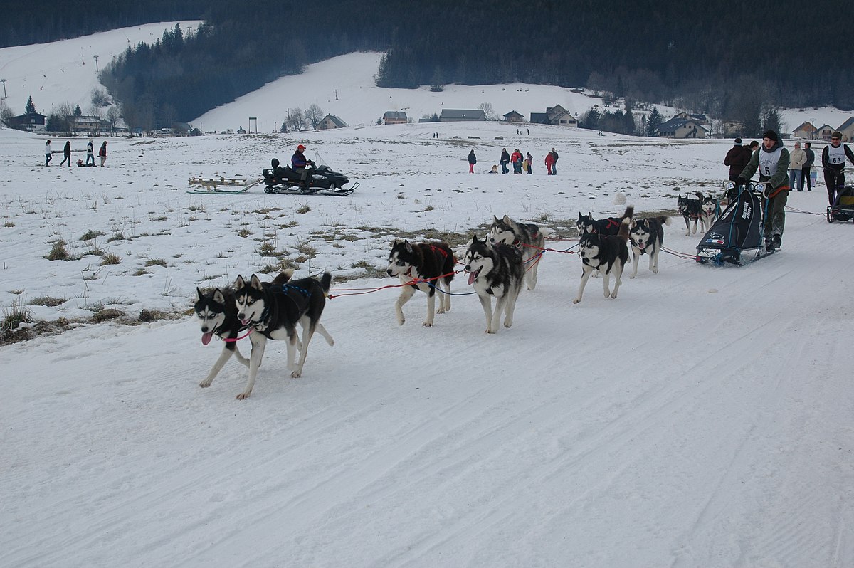 Attelage-magic-wolf-01.JPG