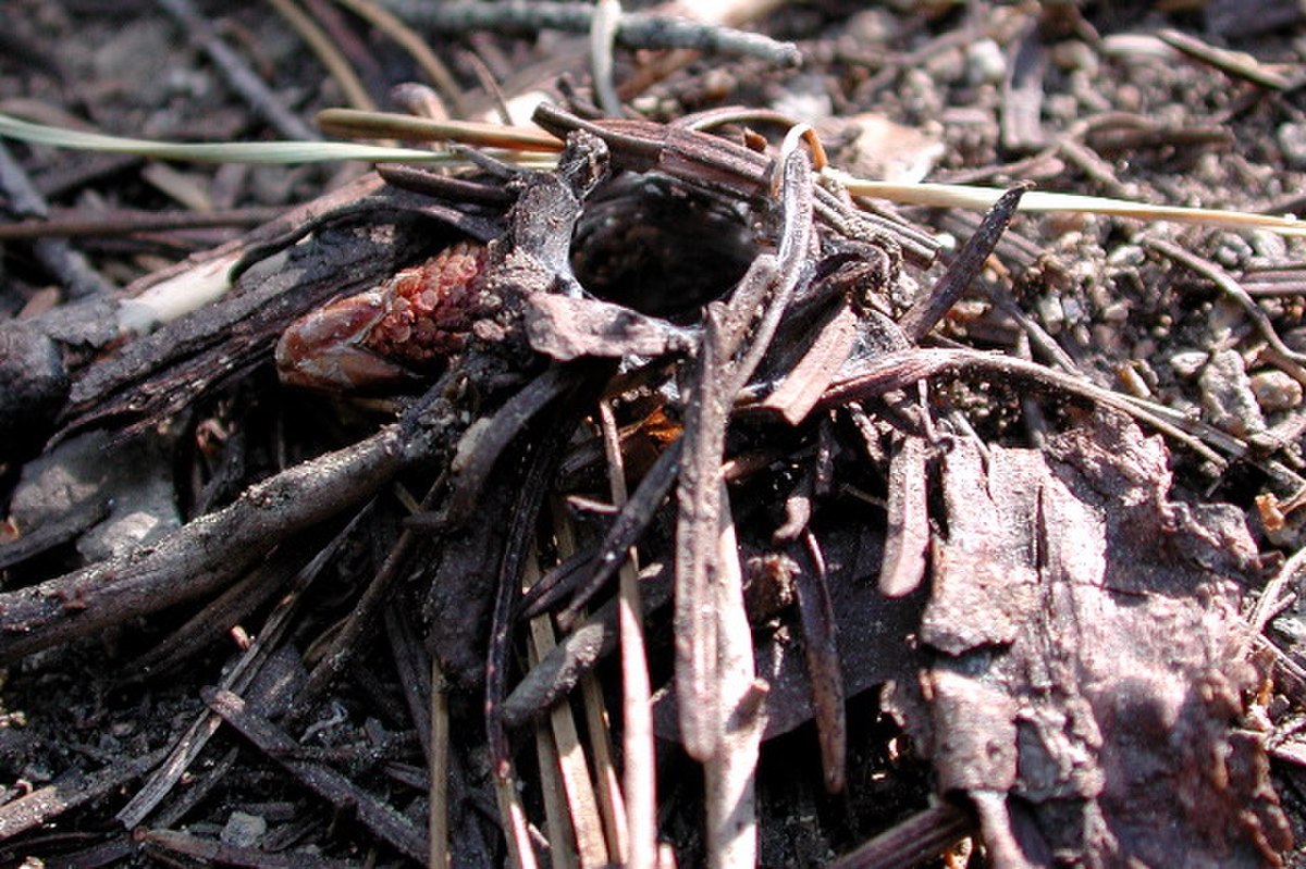 Antrodiaetus