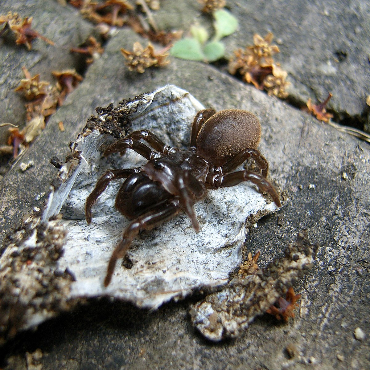 Atypus