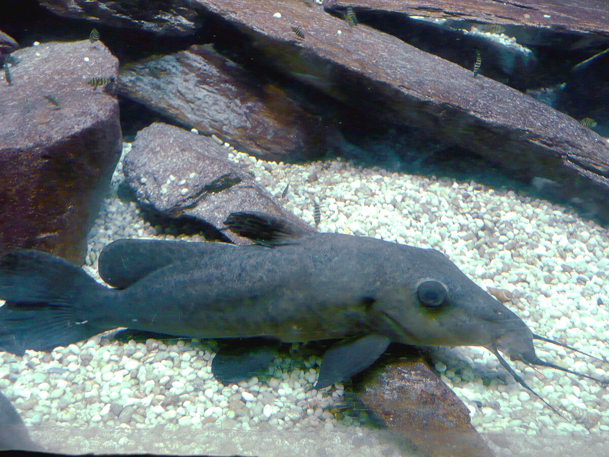 Auchenoglanis