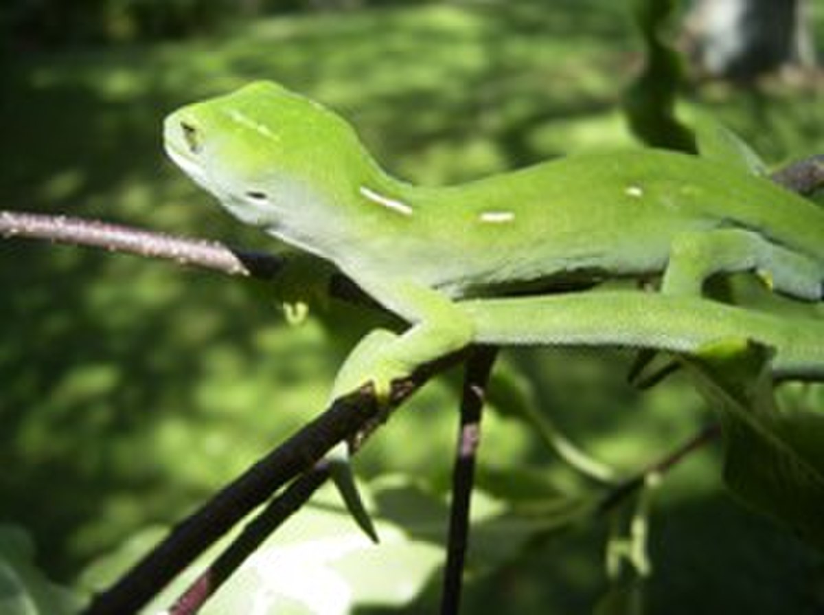 Naultinus elegans