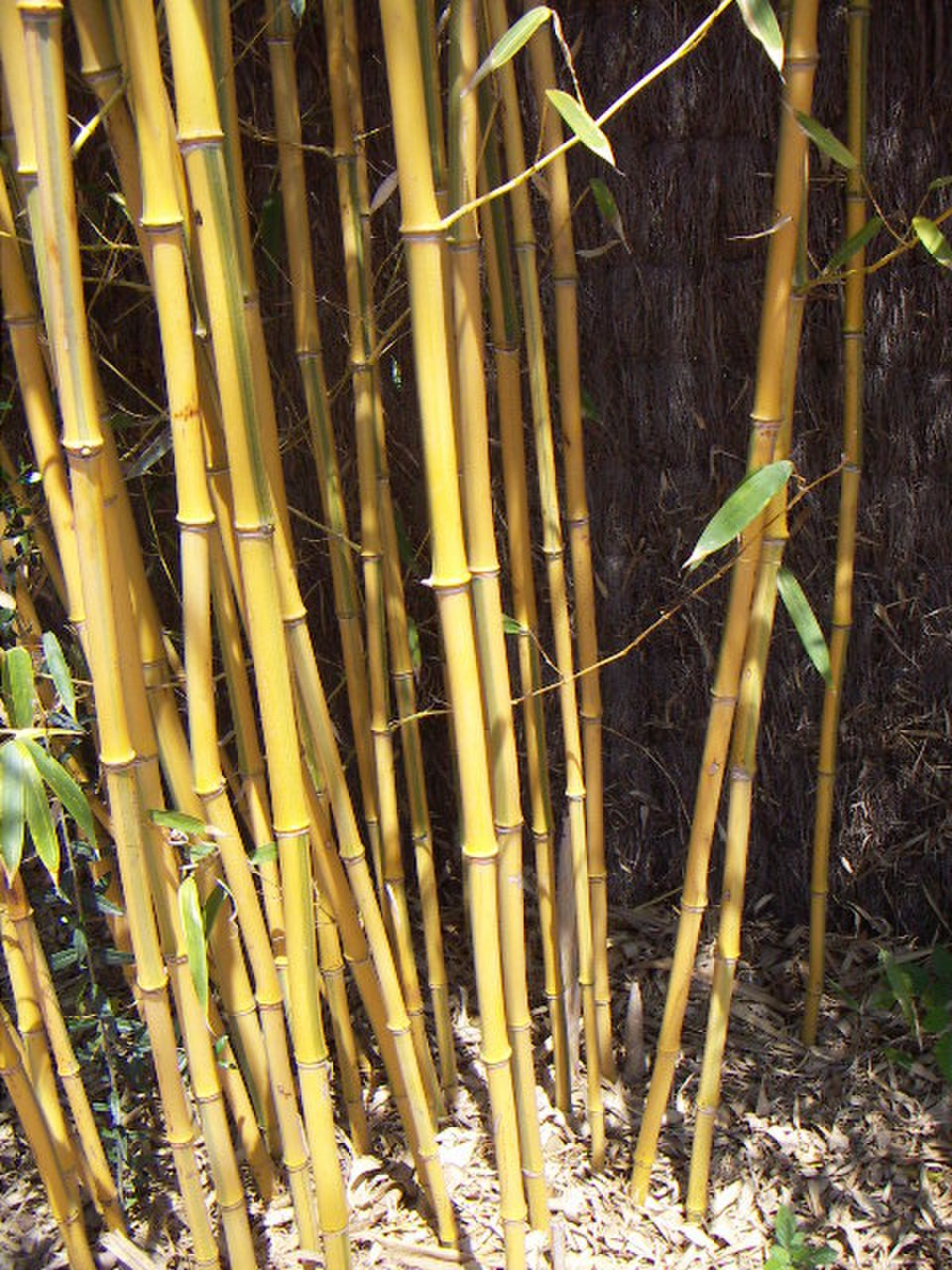 Bambusoideae