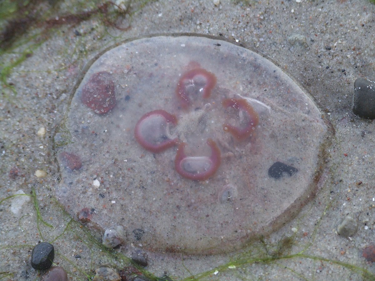 Aurelia aurita - 003.JPG