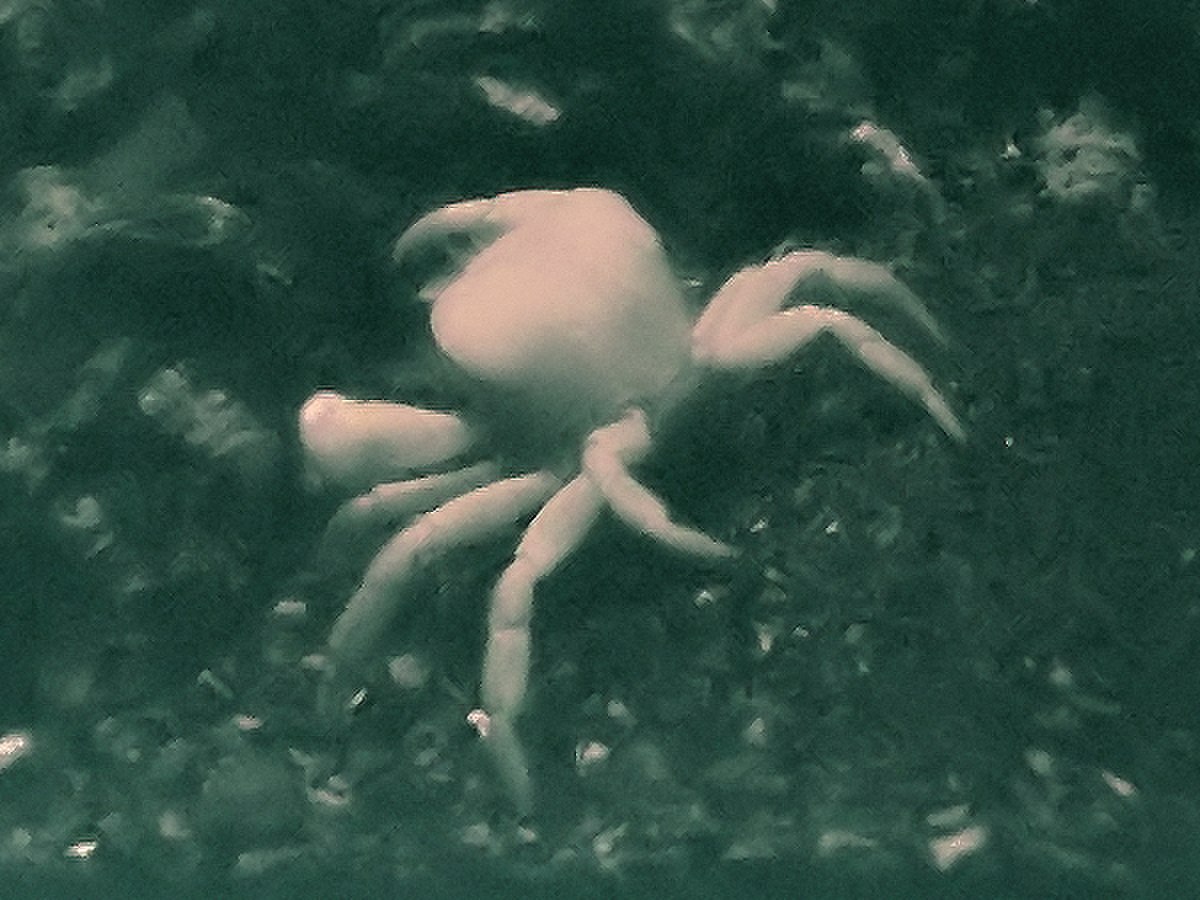 Bythograeidae