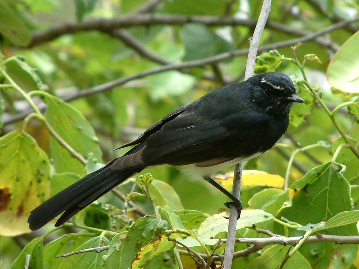 Rhipiduridae