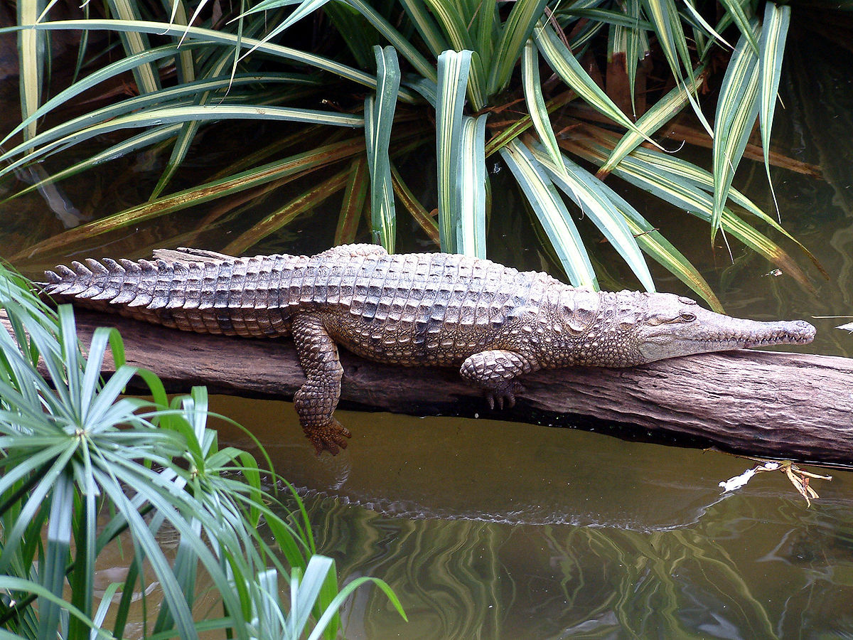 Crocodile de Johnston