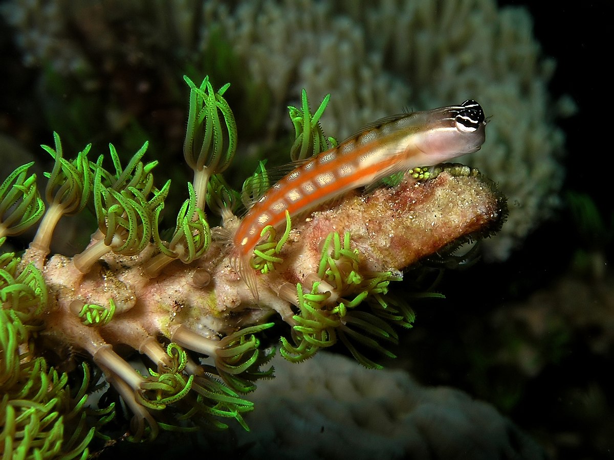 Ecsenius australianus