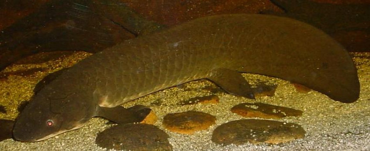 Neoceratodus
