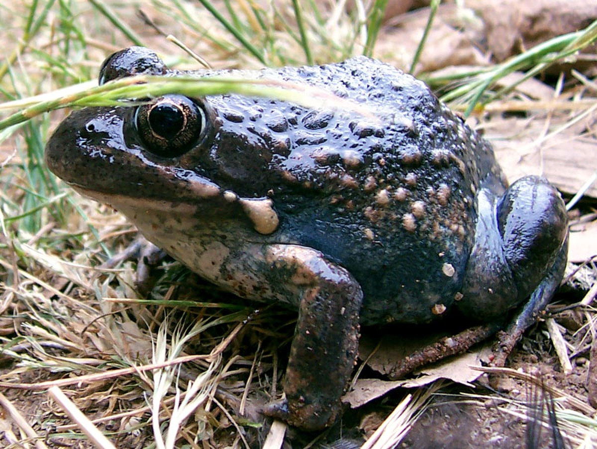 Limnodynastes dumerilii