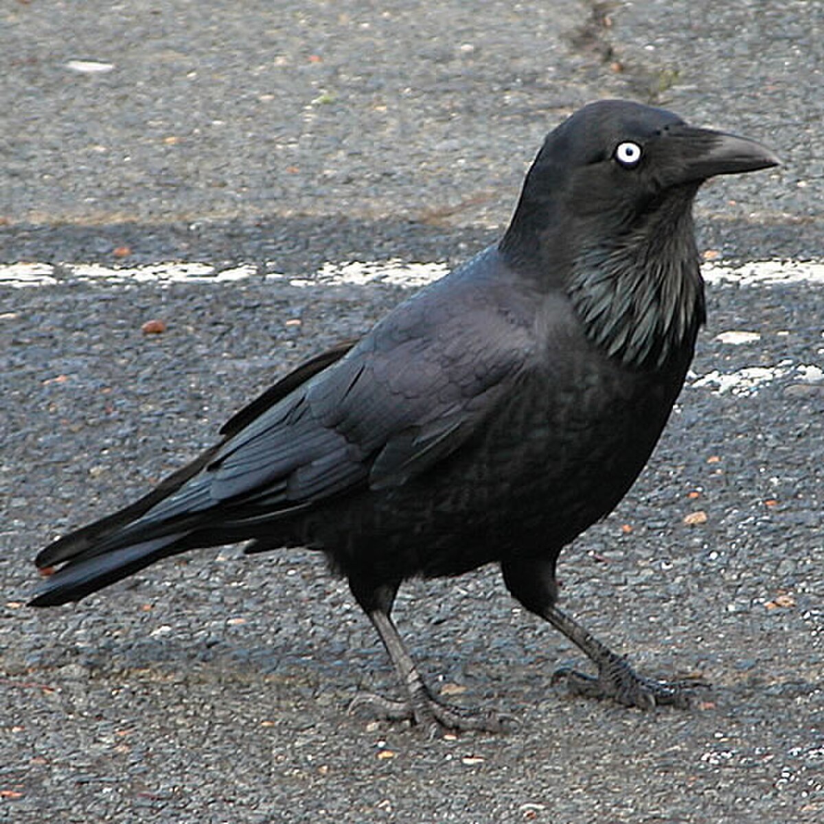 Corbeau d'Australie