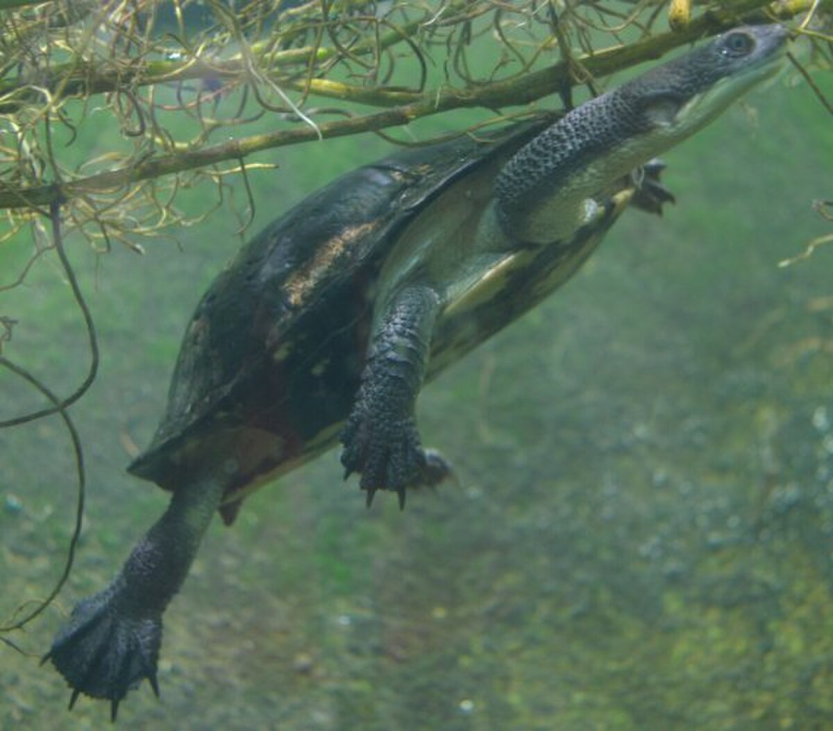 Chelodina