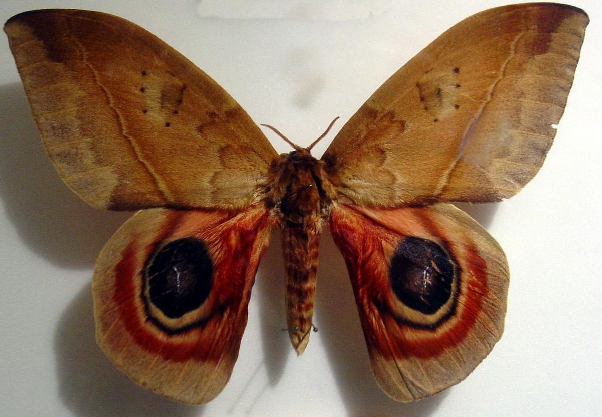 Automeris