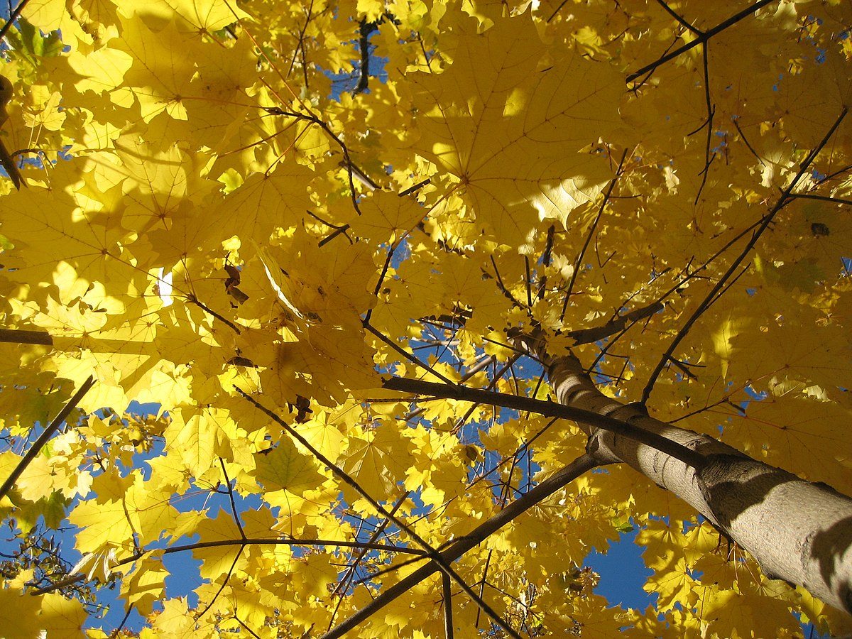 Autumn2.jpg