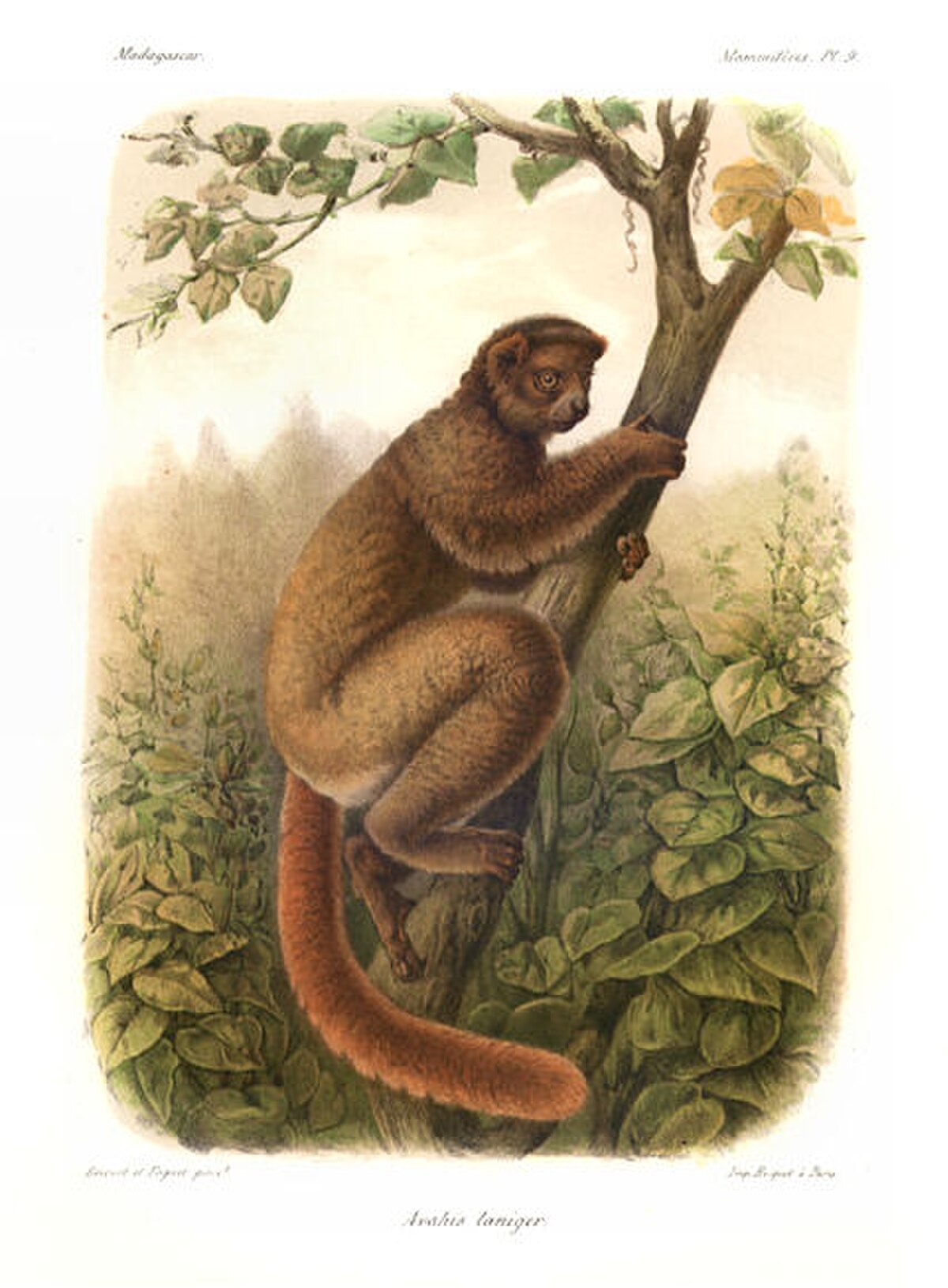 Avahi (primate)