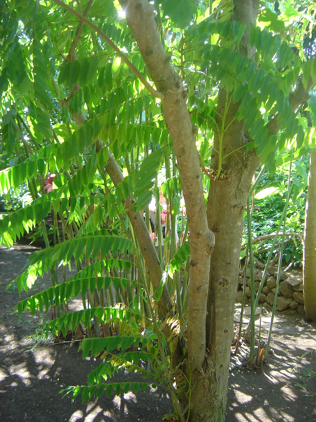 Averrhoa