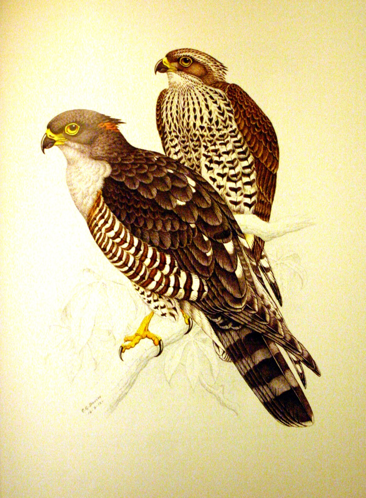 Aviceda