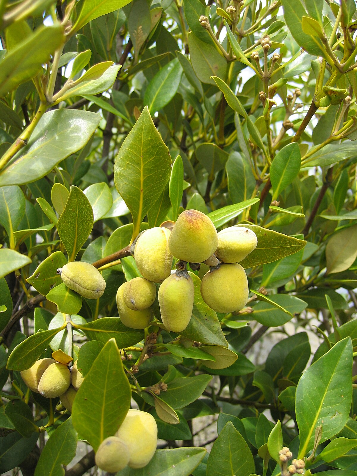 Avicennia marina