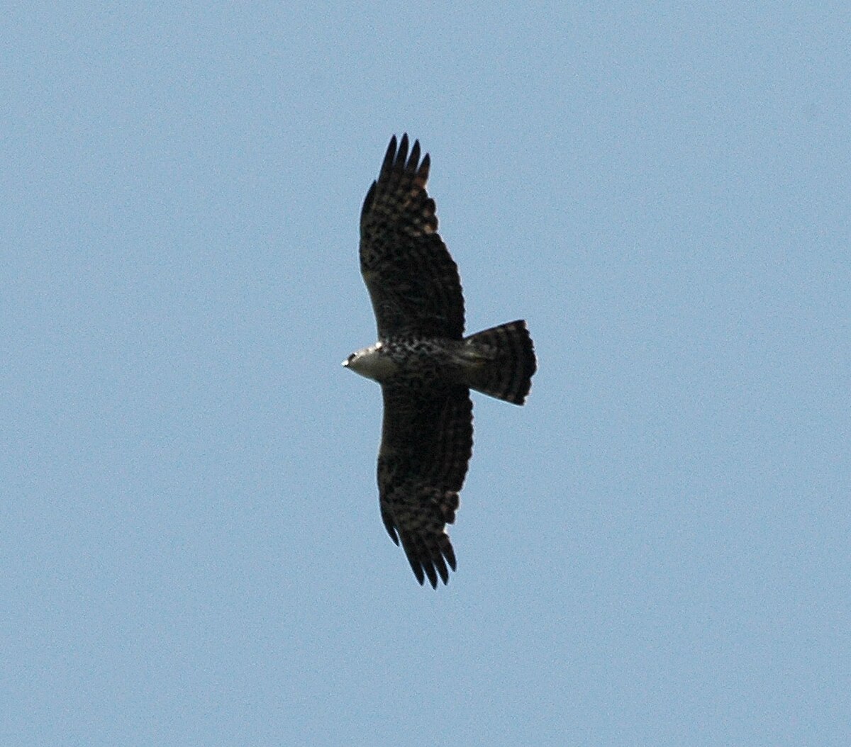 Aigle d'Ayres
