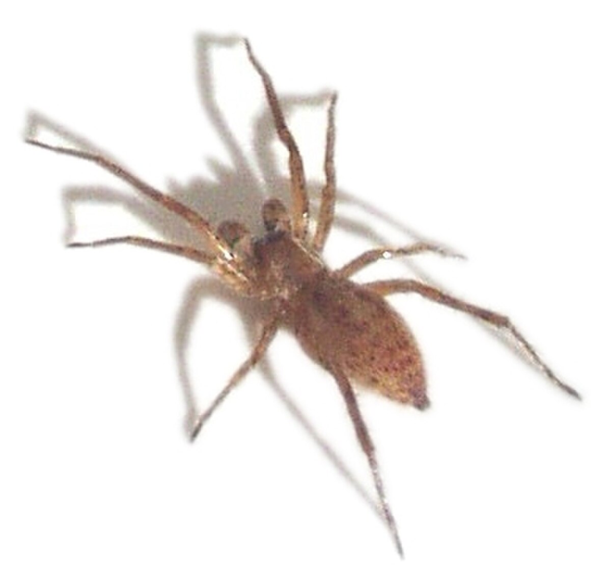 Anyphaenidae