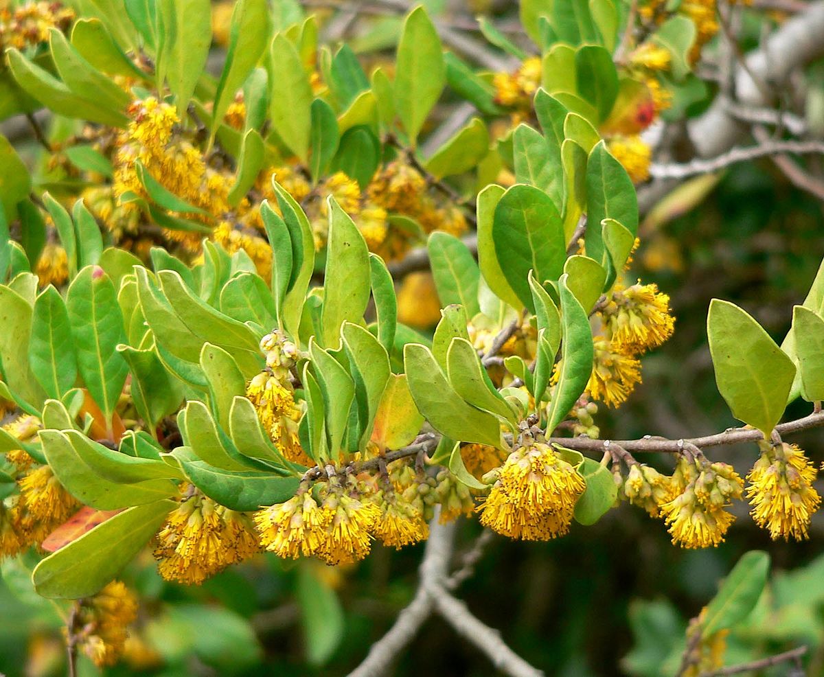 Azara (genre)