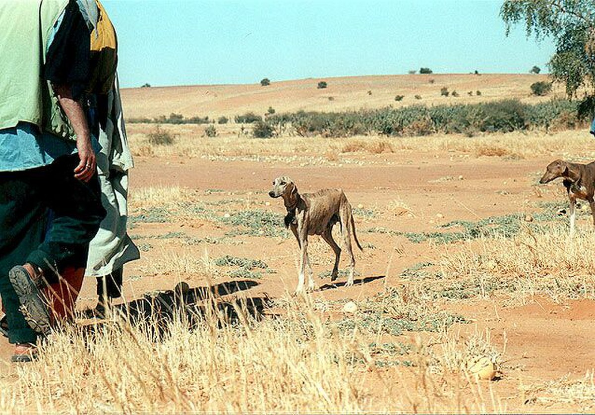 Azawakh 34 big.jpg