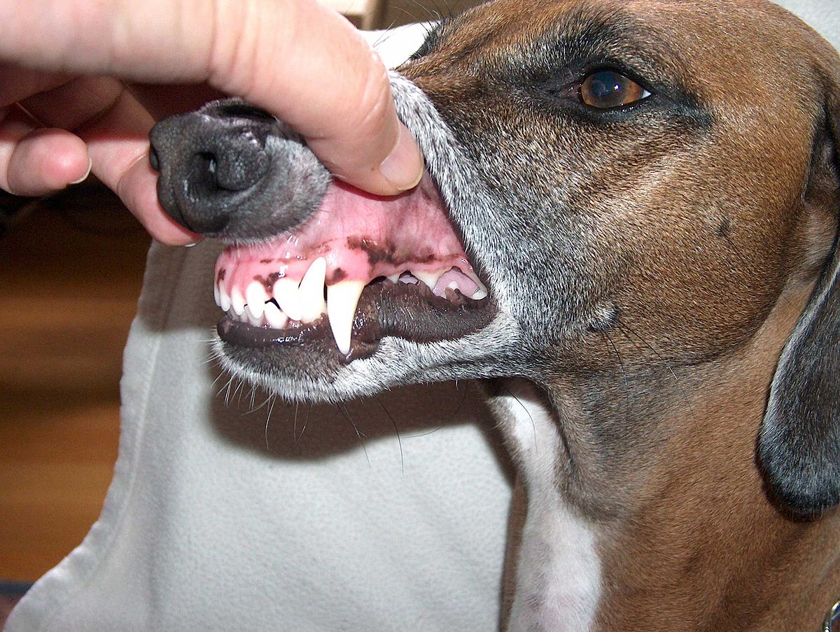 Canine