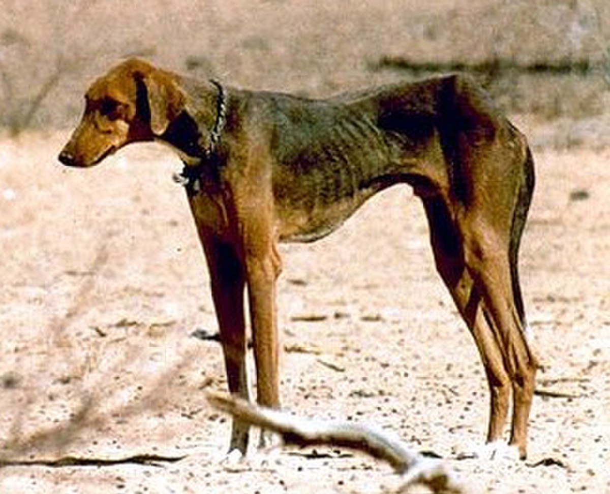 Azawakh-Red male black mantle.jpg