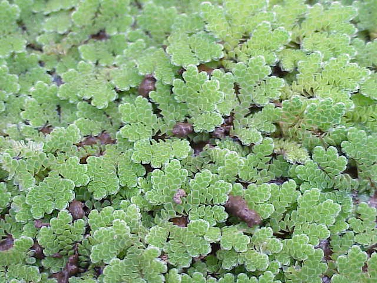 Filicophyta (classification phylogénétique)
