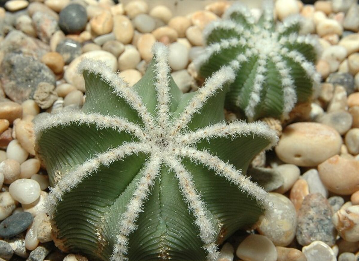 Aztekium hintonii