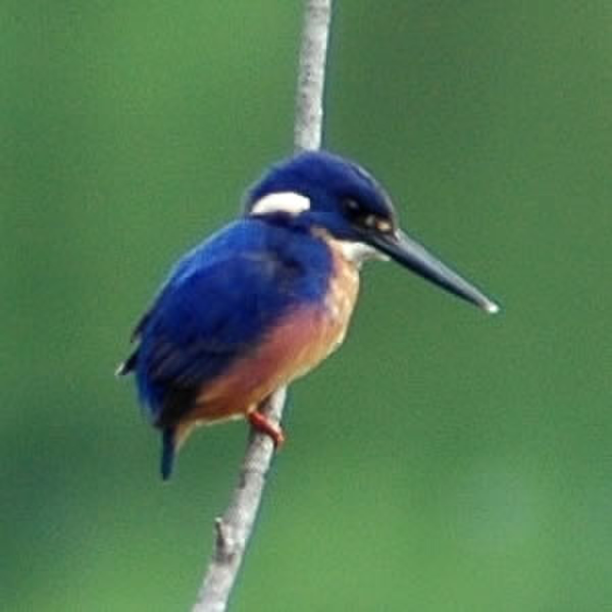 Alcedo
