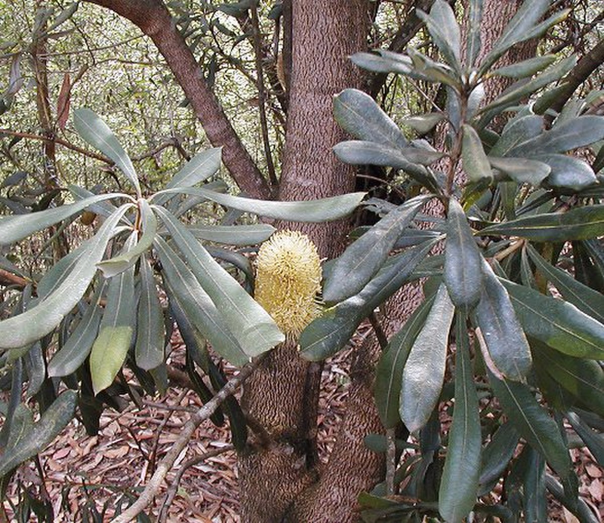 Banksia integrifolia subsp. compar