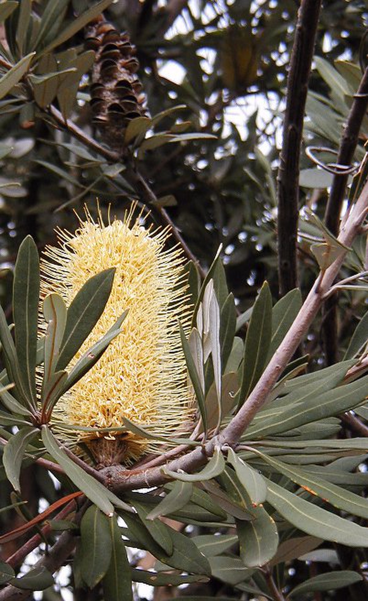 Banksia integrifolia subsp. integrifolia