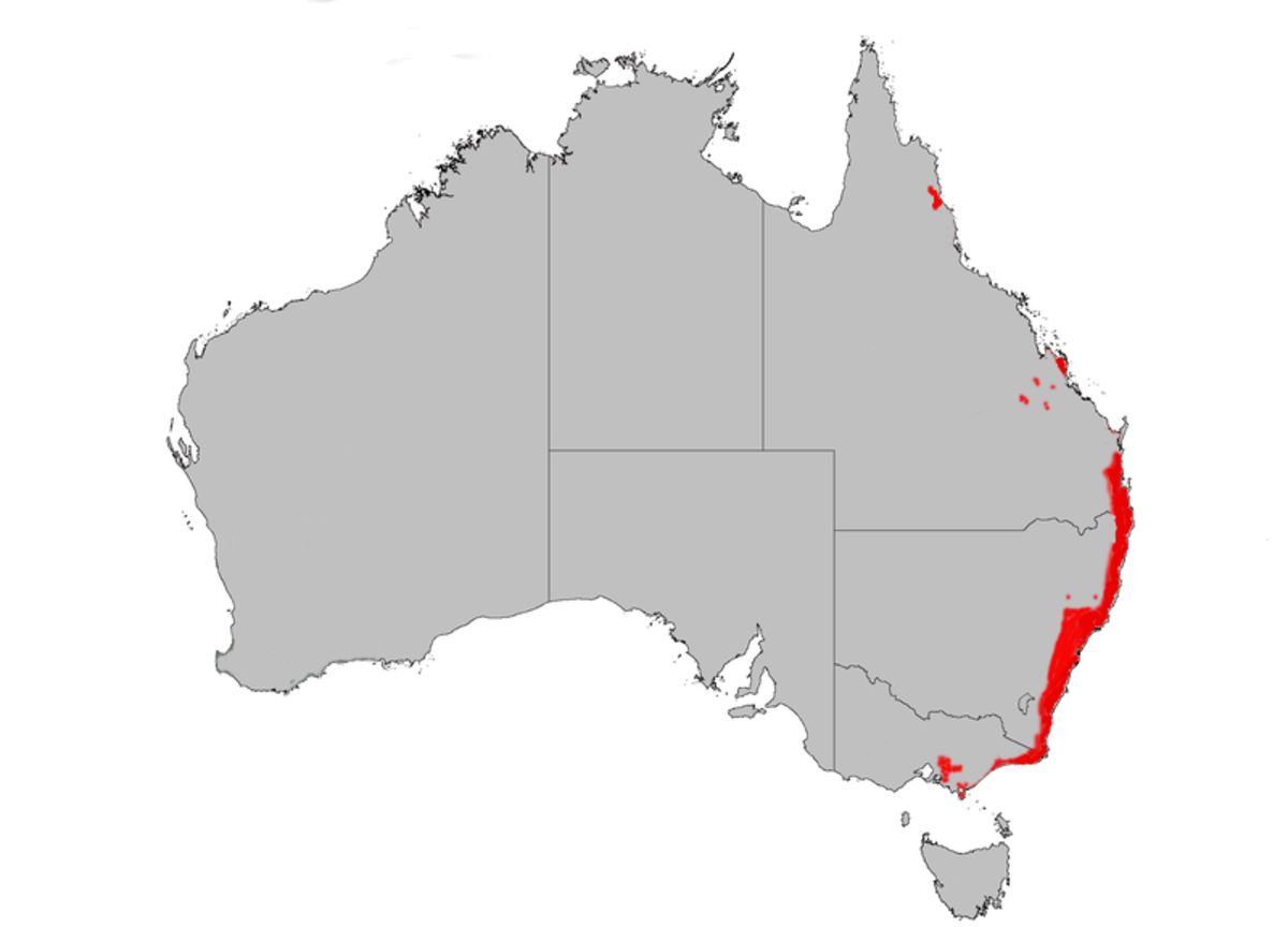 B spinulosa dist map.png