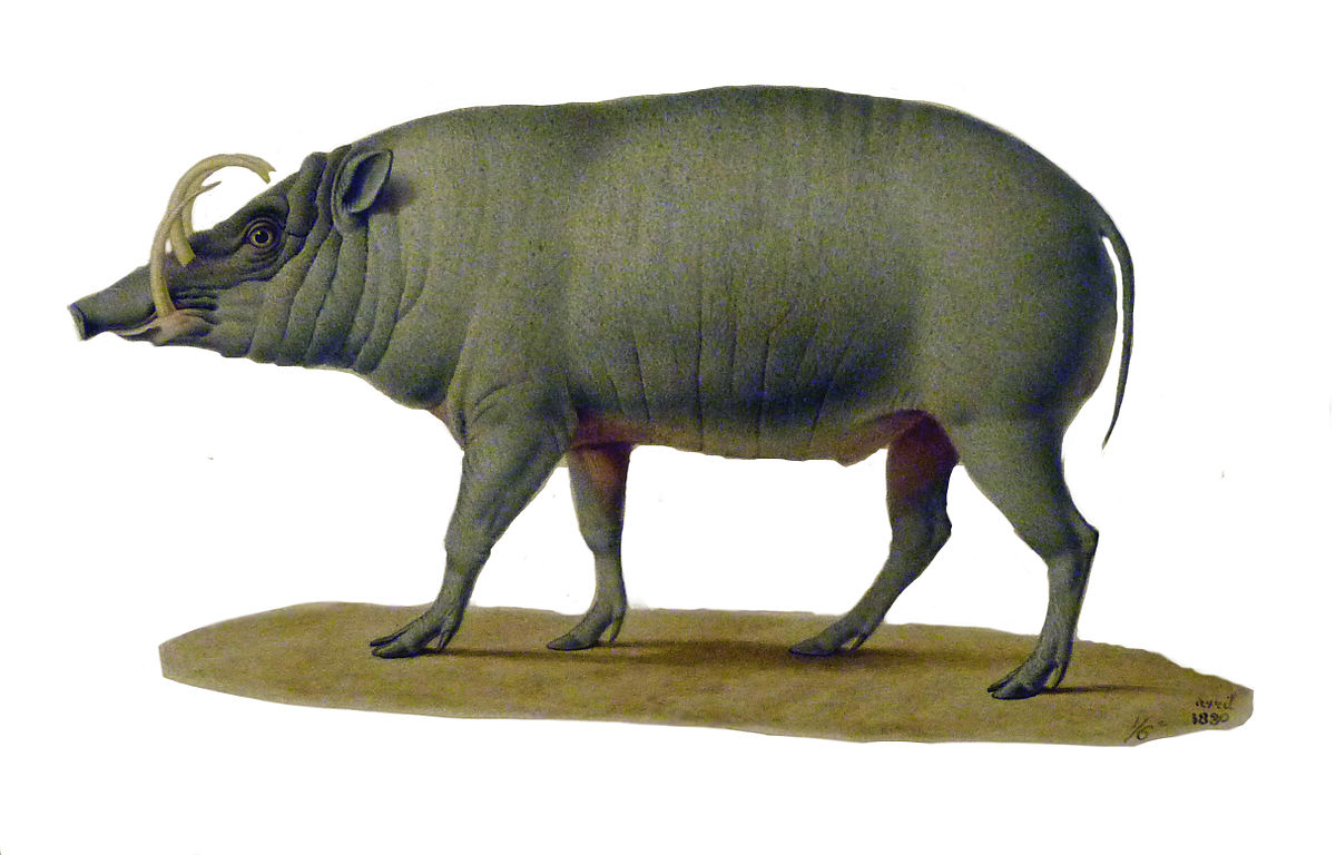 Babiroussa
