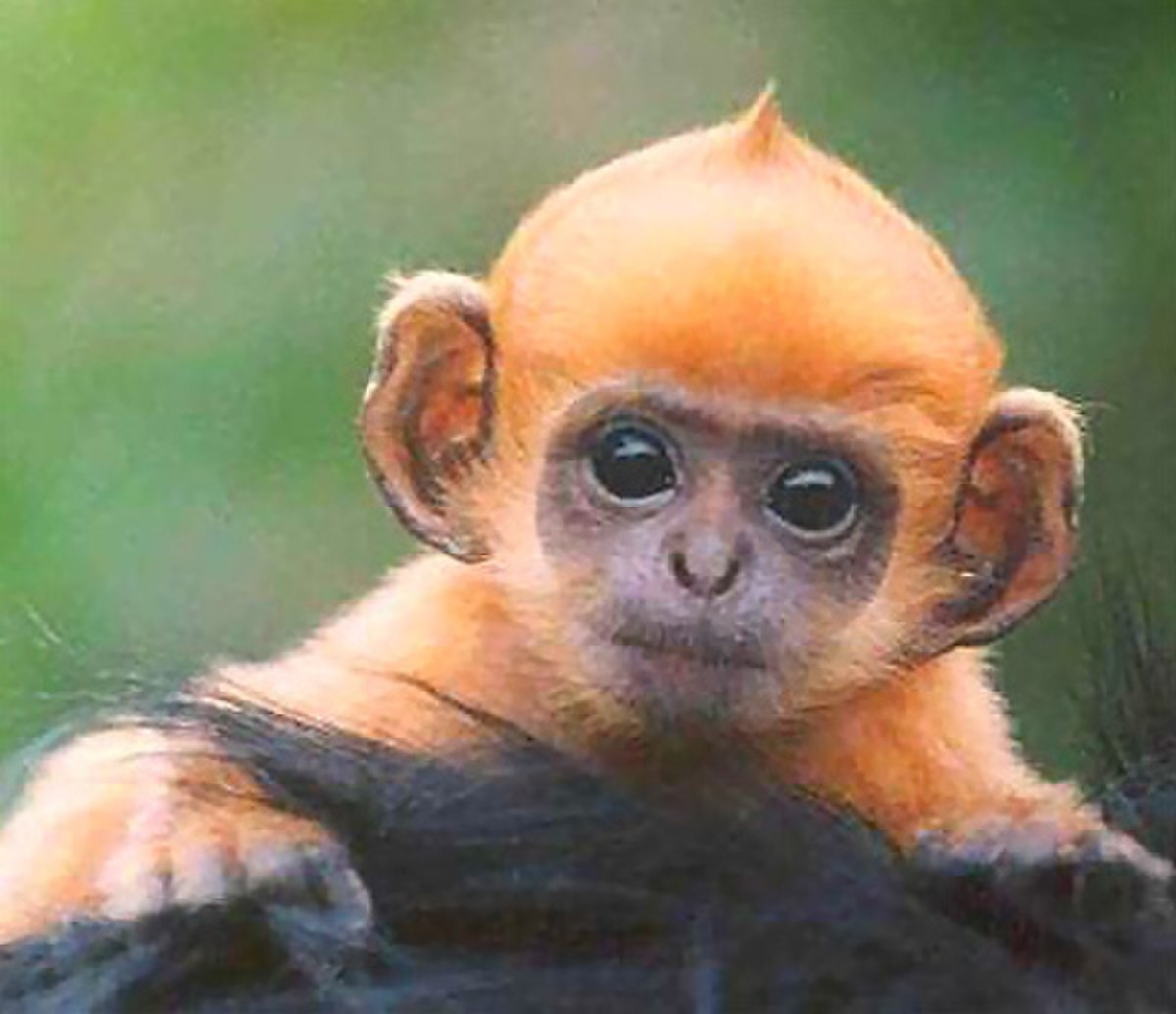 La théorie des singes