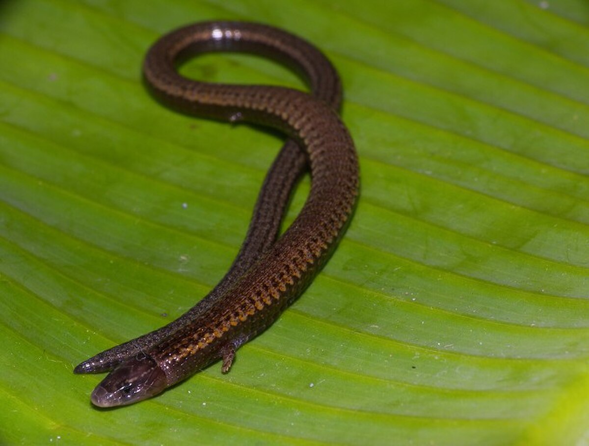 Bachia