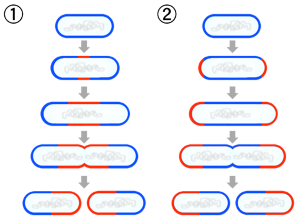 Modes de développement des bacilles : les lignes bleues et rouges indiquent les anciennes et les nouvelles parois cellulaires. (1) croissance au centre du corps de la cellule, p.ex. Bacillus subtilis, E. coli, etc. (2) croissance aux extrémités, p.ex. Corynebacterium diphtheriae