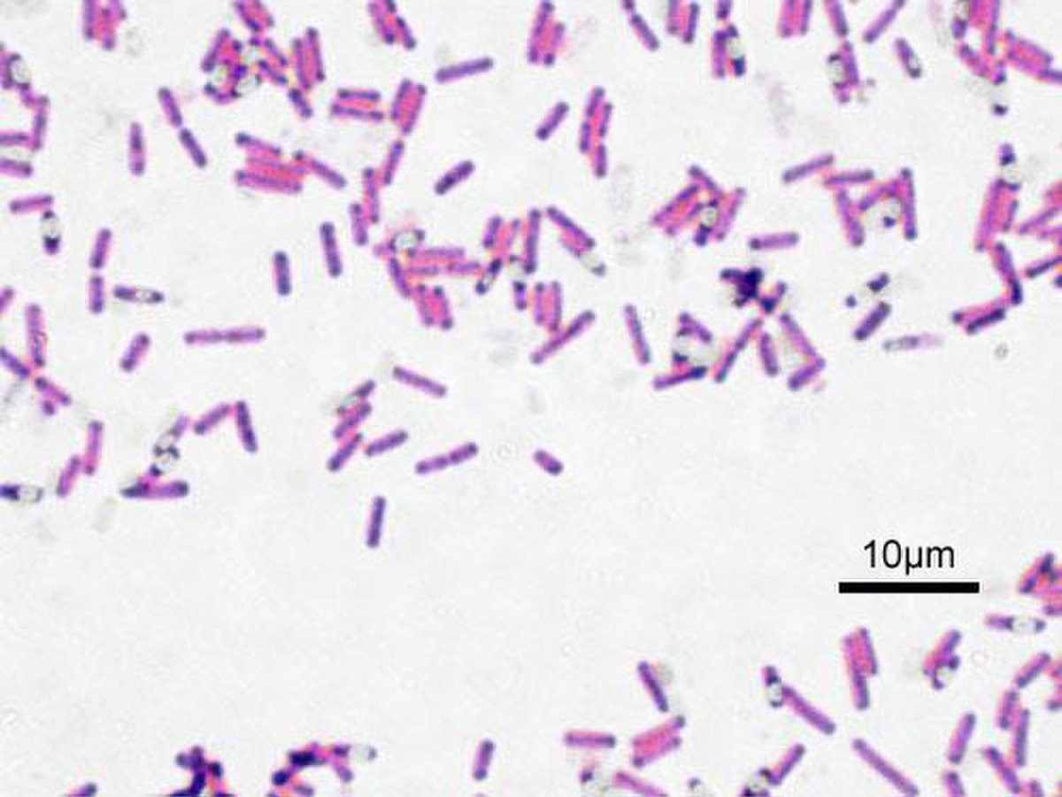 Des bactéries gram + (Bacillus subtillis).