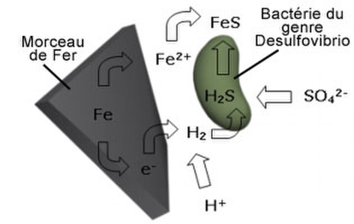 Schéma présentant la corrosion dans des conditions anaérobies provoquées par des bactéries du genre Desulfovibrio.
