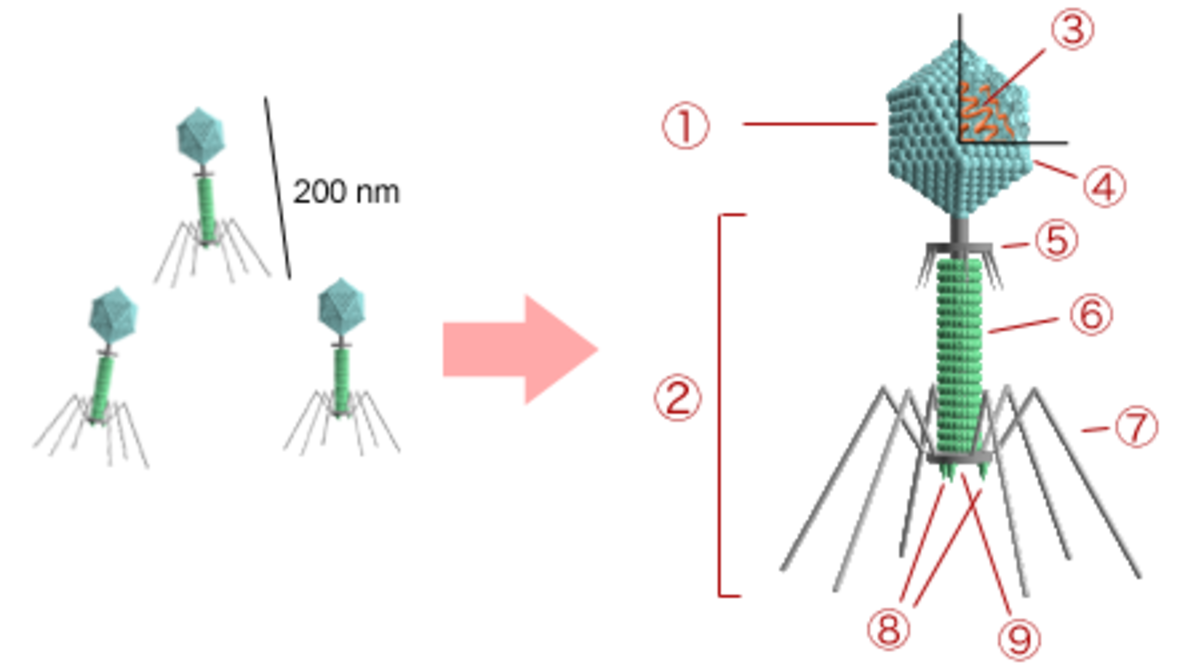 Bactériophage