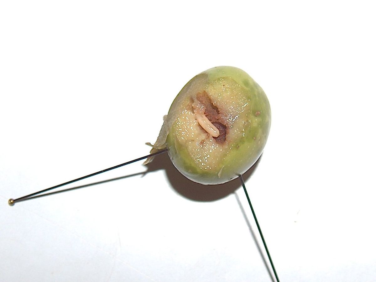 Mouche de l'olive