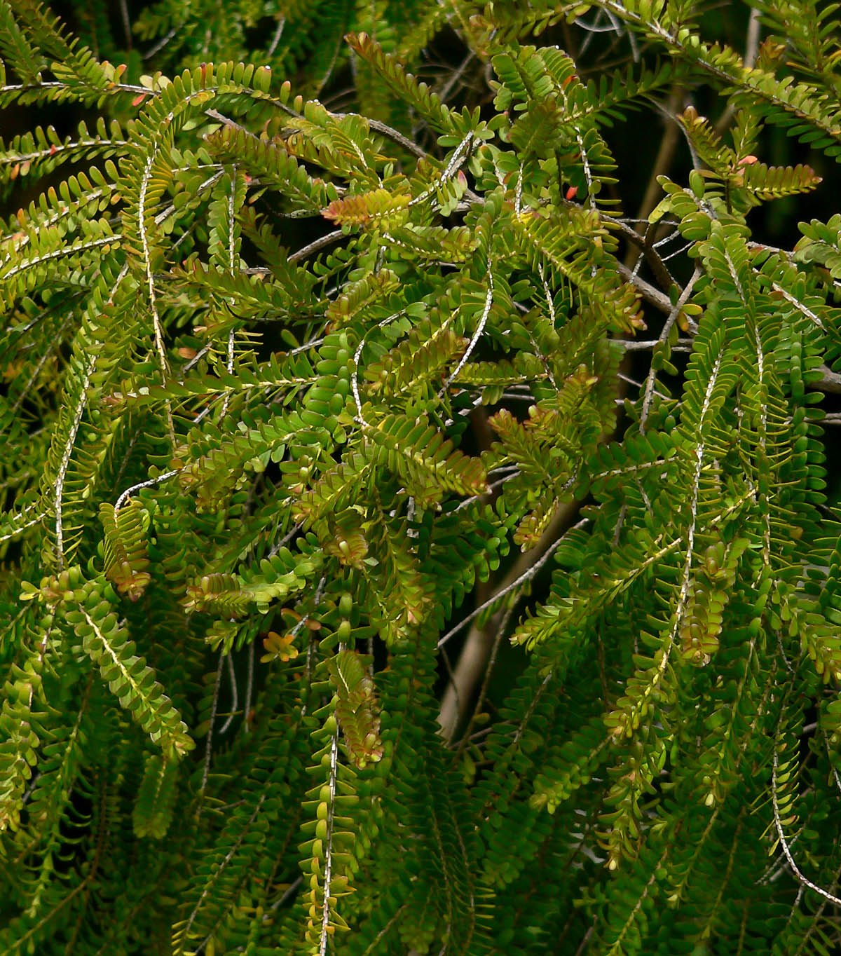 Baeckea camphorata