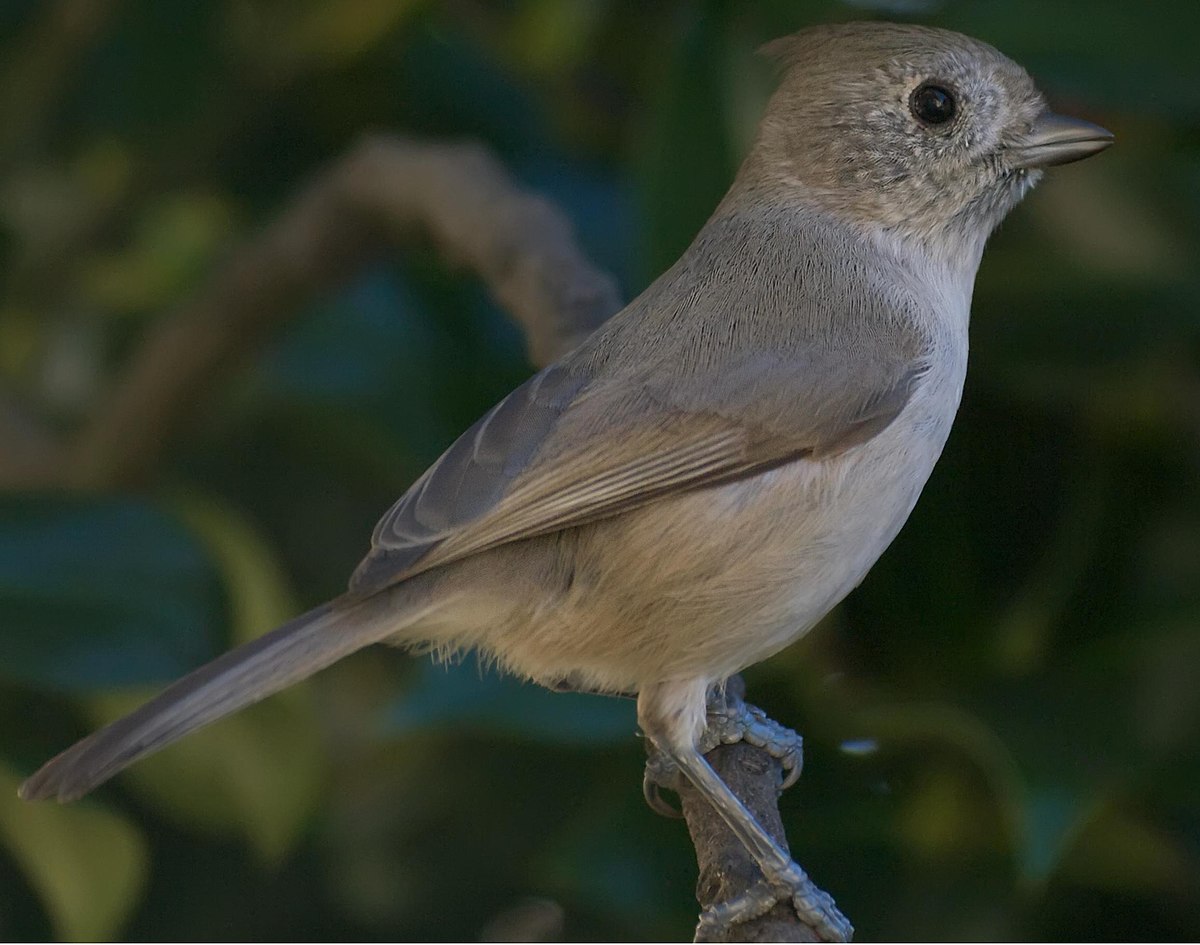 Mésange unicolore